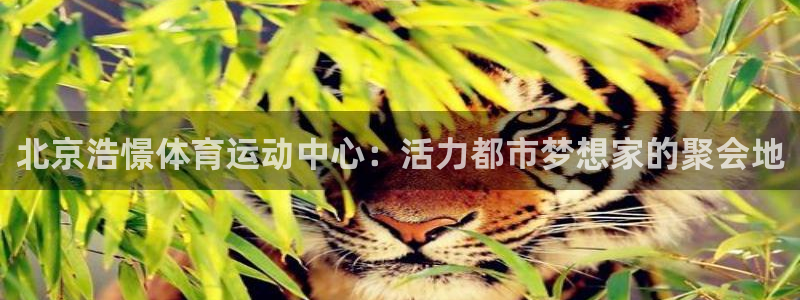 看球体育高清直播